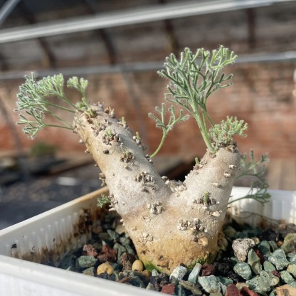 1.5-6cm Monsonia peniculina