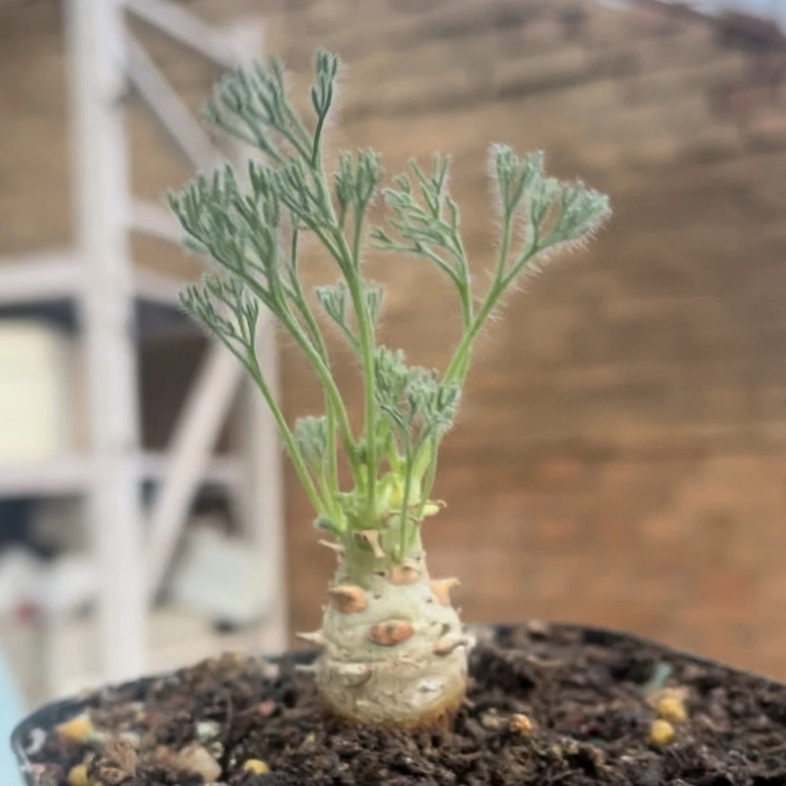 1.5-6cm Monsonia peniculina