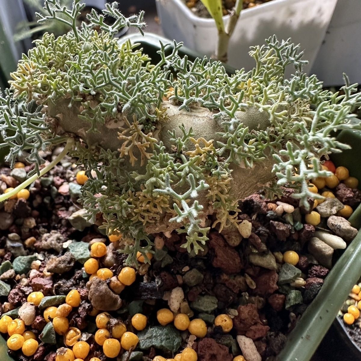 1.5-6cm Monsonia peniculina