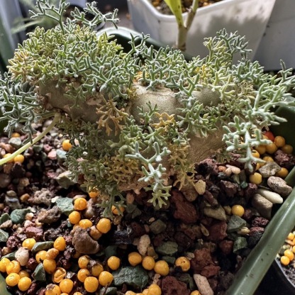 1.5-6cm Monsonia peniculina