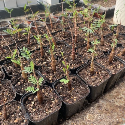 1-5cm Biancaea sappan