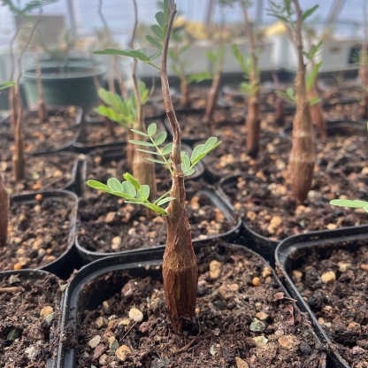 1-5cm Biancaea sappan