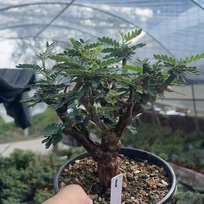 1-5cm Biancaea sappan