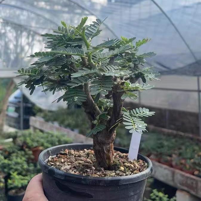 1-5cm Biancaea sappan