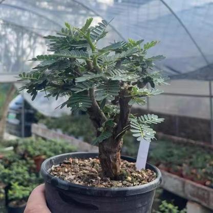 1-5cm Biancaea sappan