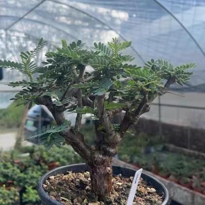 1-5cm Biancaea sappan