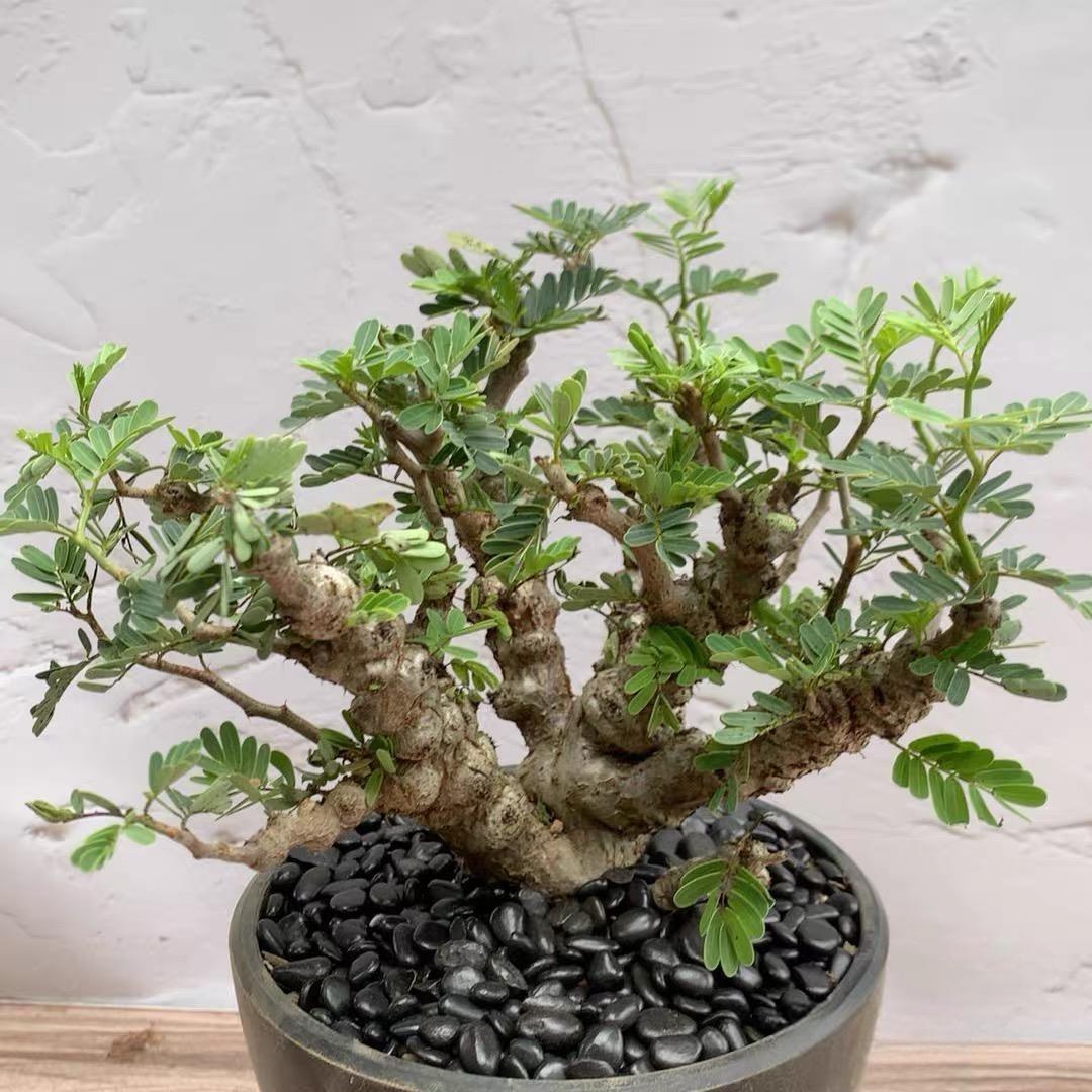 1-5cm Biancaea sappan