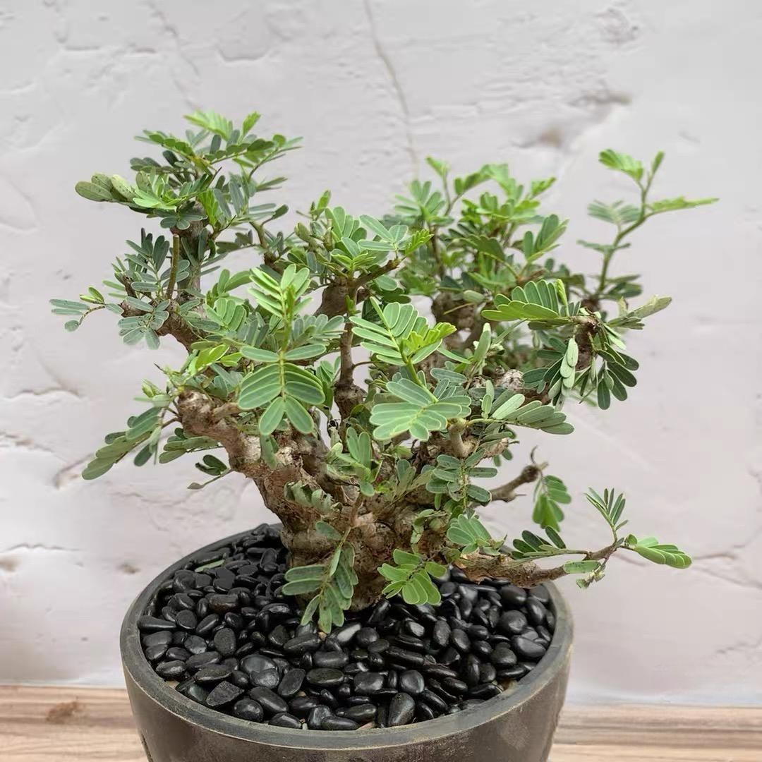 1-5cm Biancaea sappan