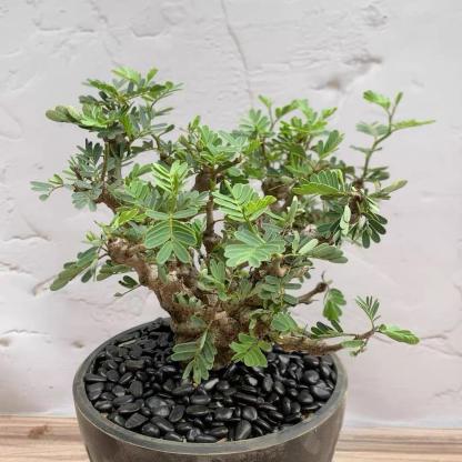 1-5cm Biancaea sappan