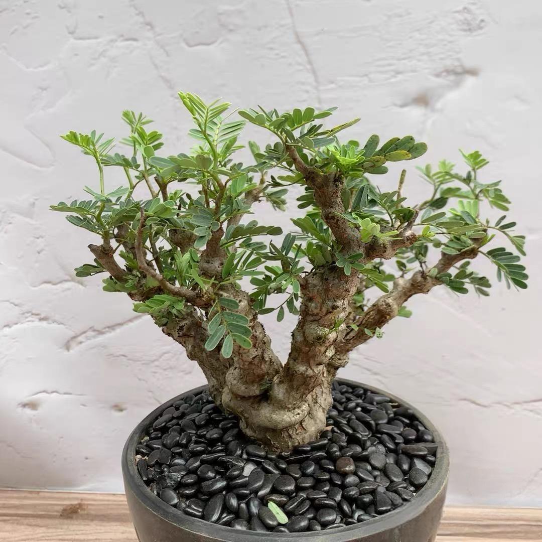 1-5cm Biancaea sappan