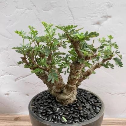 1-5cm Biancaea sappan