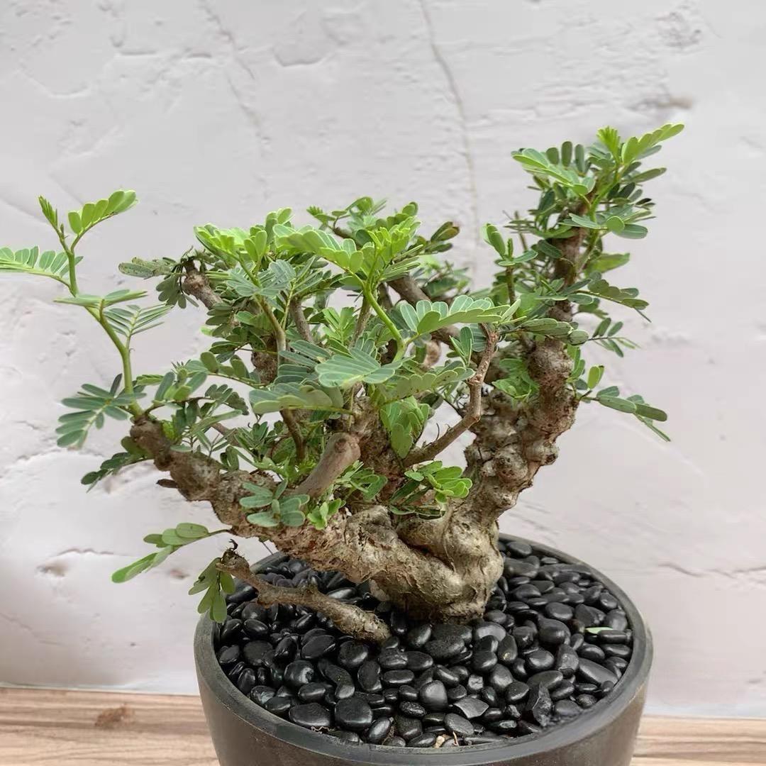 1-5cm Biancaea sappan