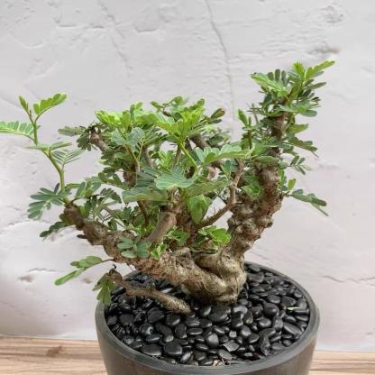 1-5cm Biancaea sappan