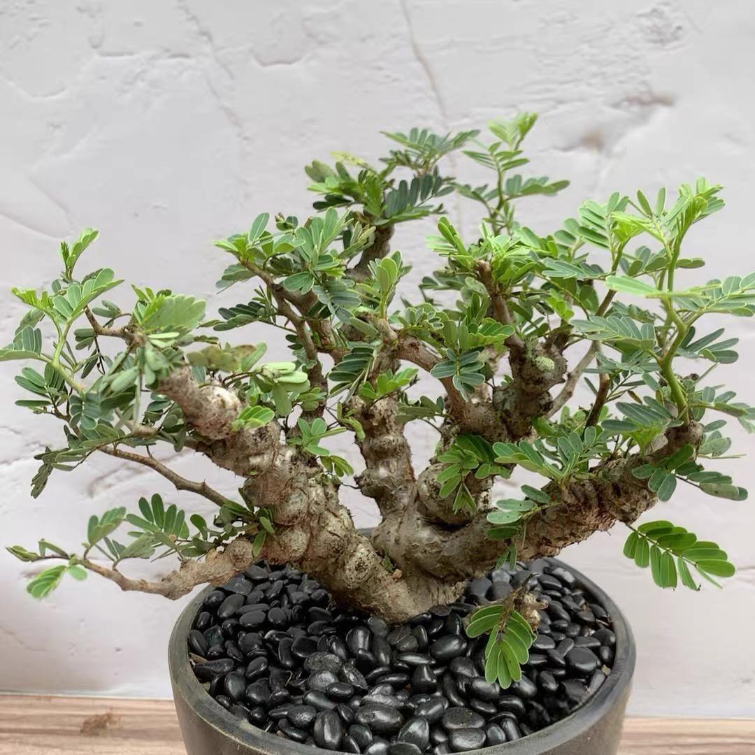 1-5cm Biancaea sappan