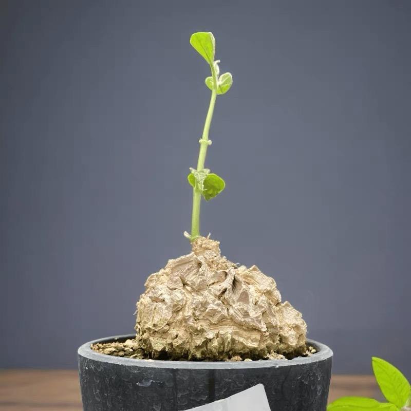 2-10cm matelea cyclophylla