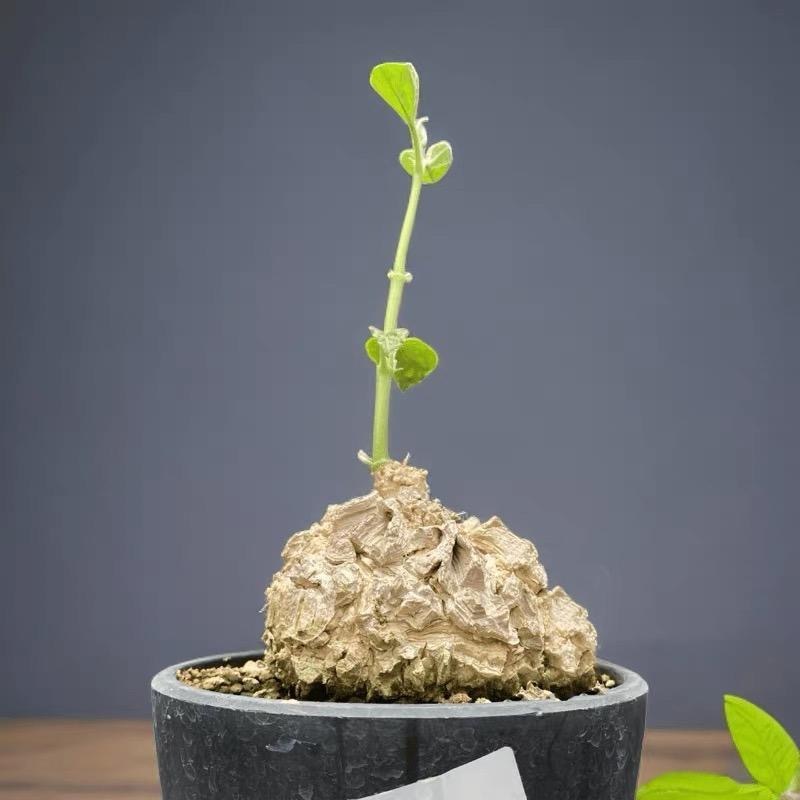 2-10cm matelea cyclophylla