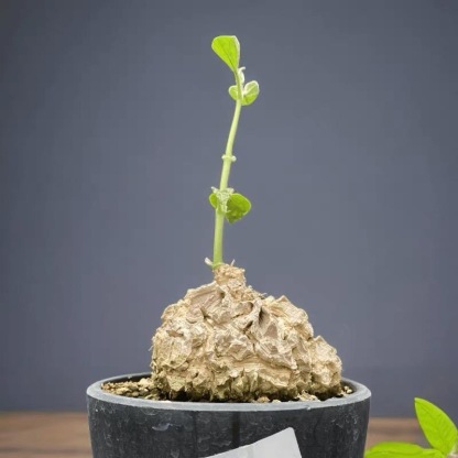 2-10cm matelea cyclophylla