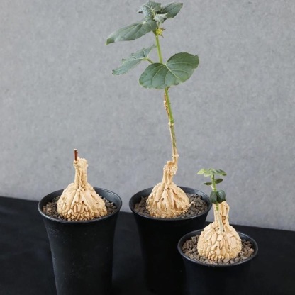 2-10cm matelea cyclophylla