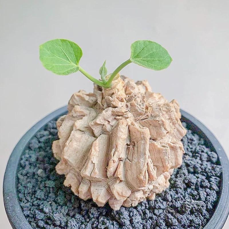 2-10cm matelea cyclophylla