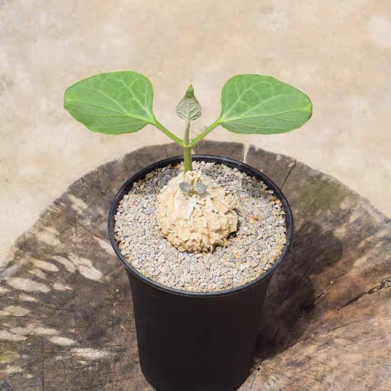 2-10cm matelea cyclophylla