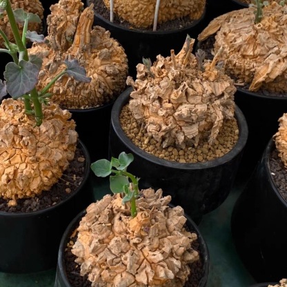 2-10cm matelea cyclophylla