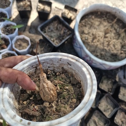 2-10cm matelea cyclophylla