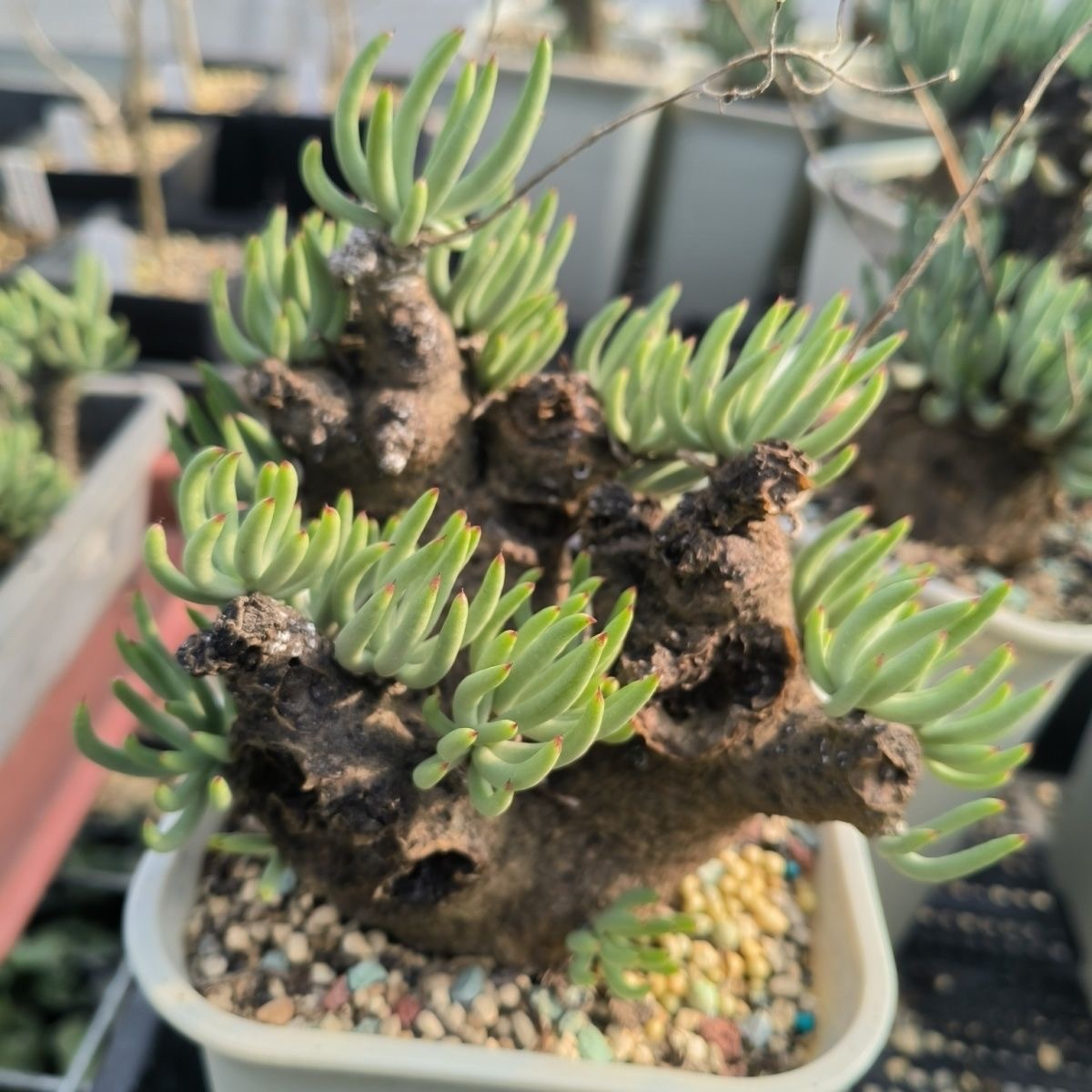 1.5-5cm Tylecodon pearsonii