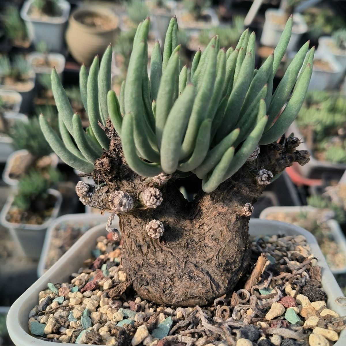 1.5-5cm Tylecodon pearsonii