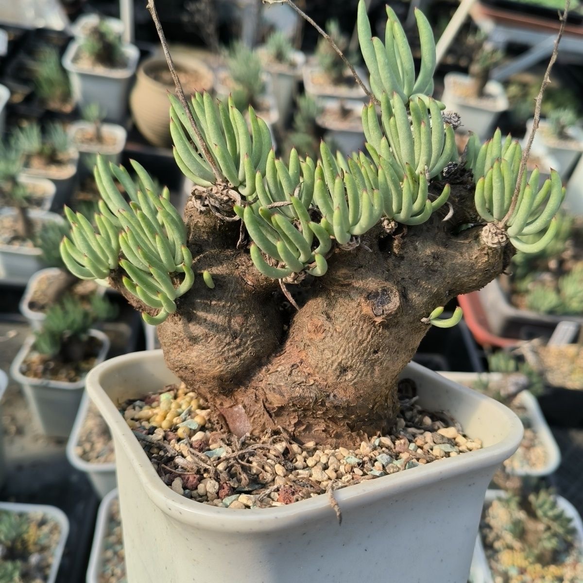 1.5-5cm Tylecodon pearsonii