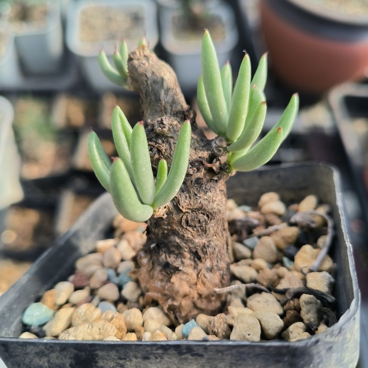 1.5-5cm Tylecodon pearsonii