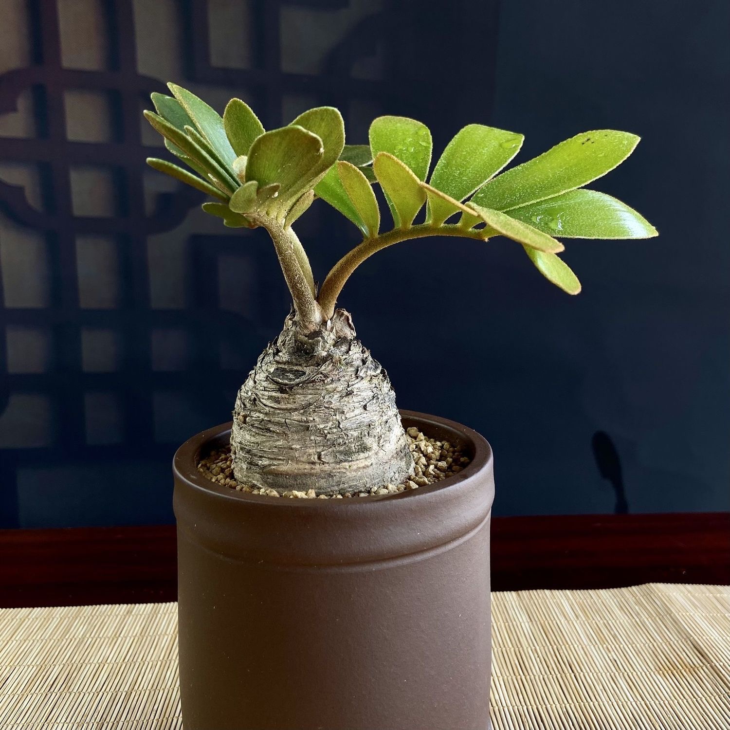 6-10cm Zamia furfuracea 