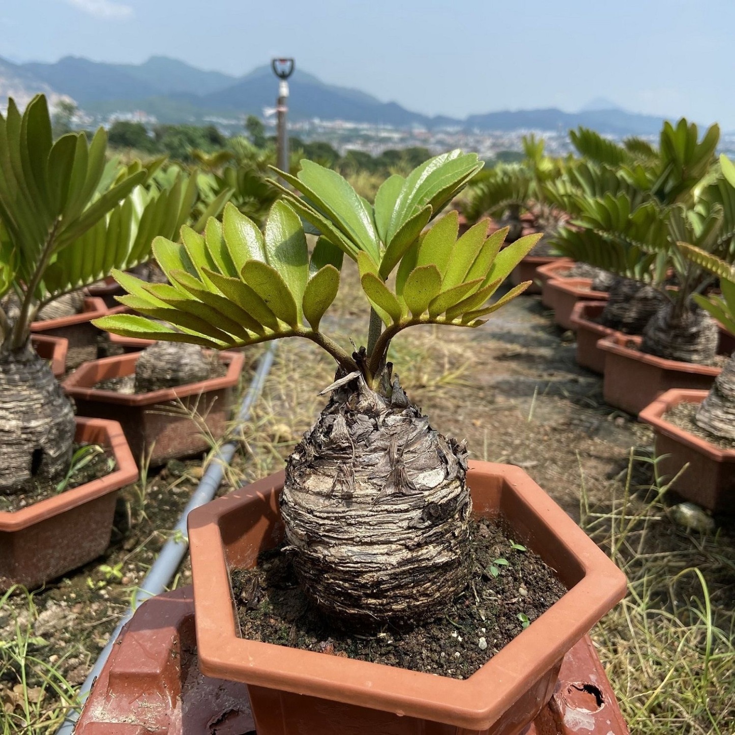 6-10cm Zamia furfuracea 