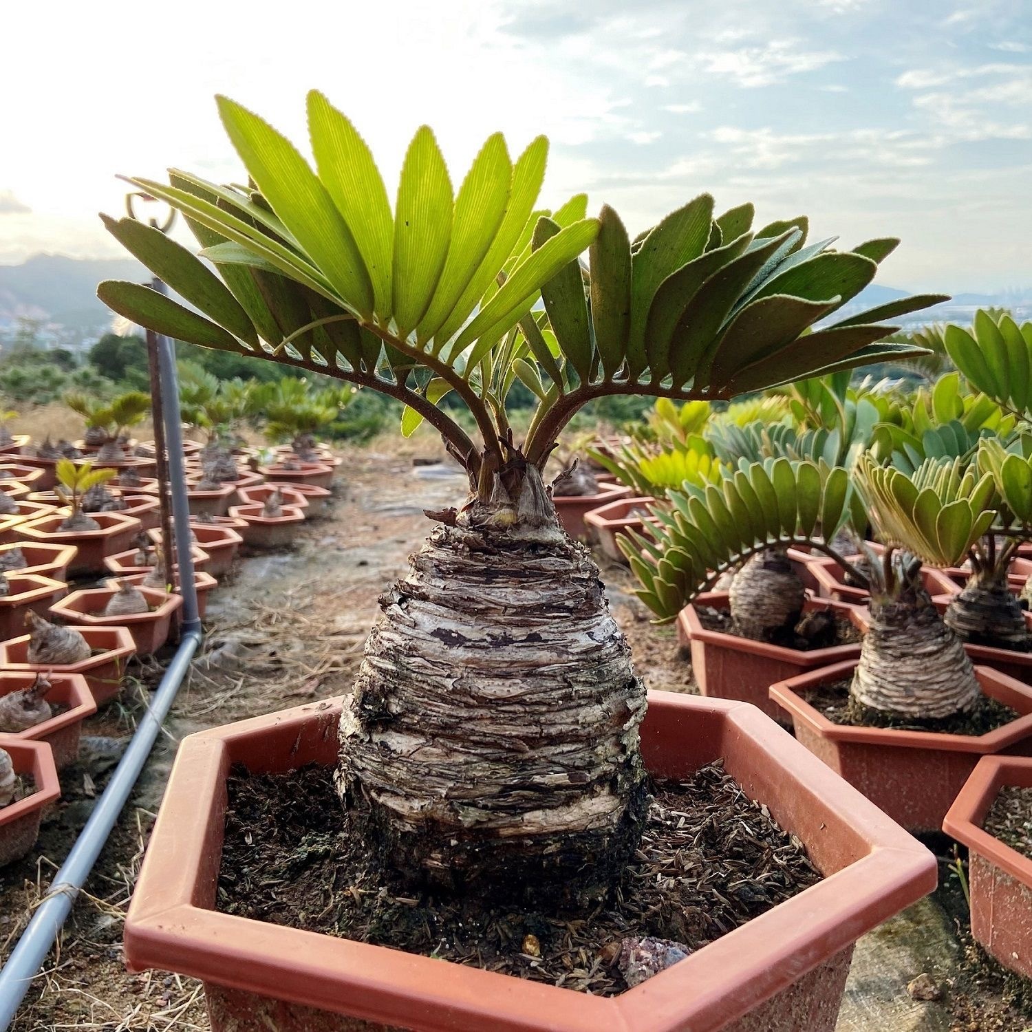 6-10cm Zamia furfuracea 