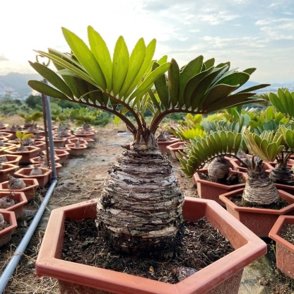 6-10cm Zamia furfuracea 