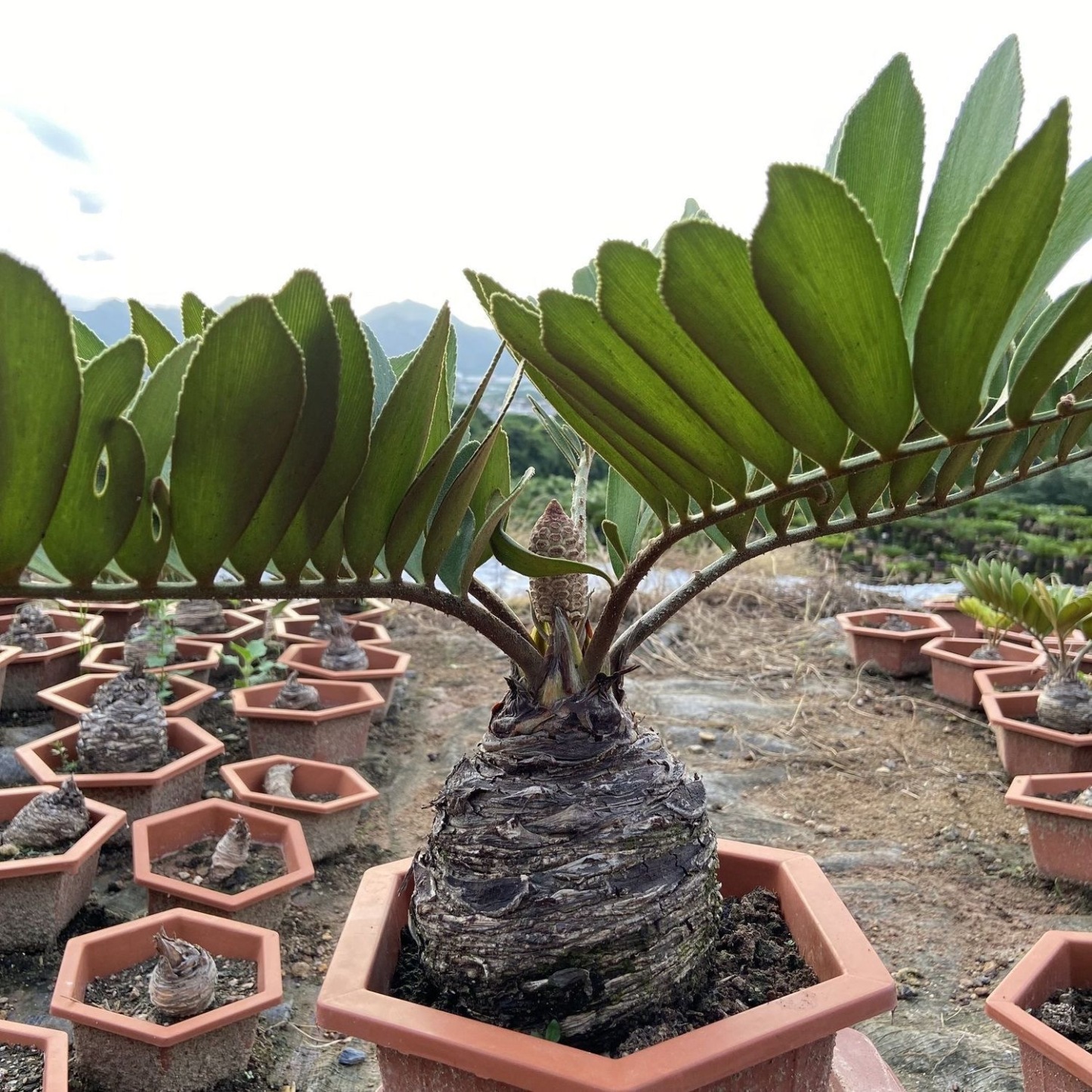 6-10cm Zamia furfuracea 