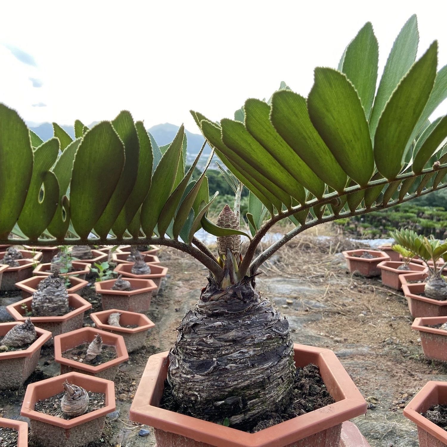 6-10cm Zamia furfuracea 