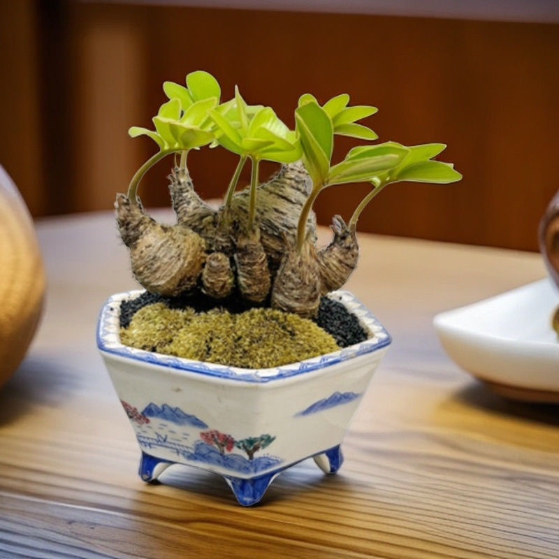 6-10cm Zamia furfuracea 