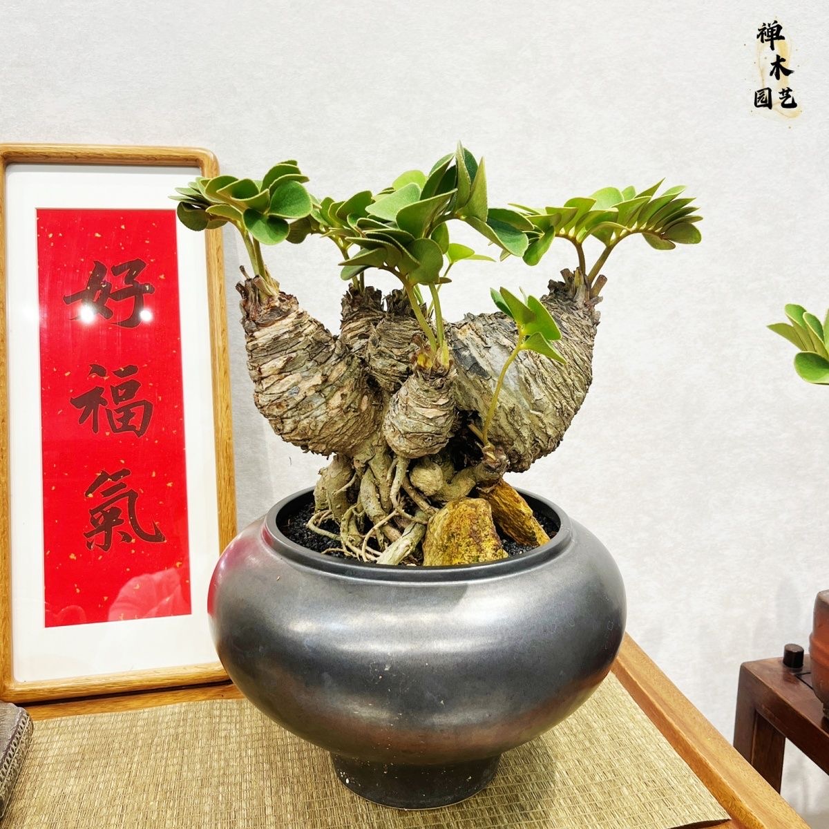 6-10cm Zamia furfuracea 