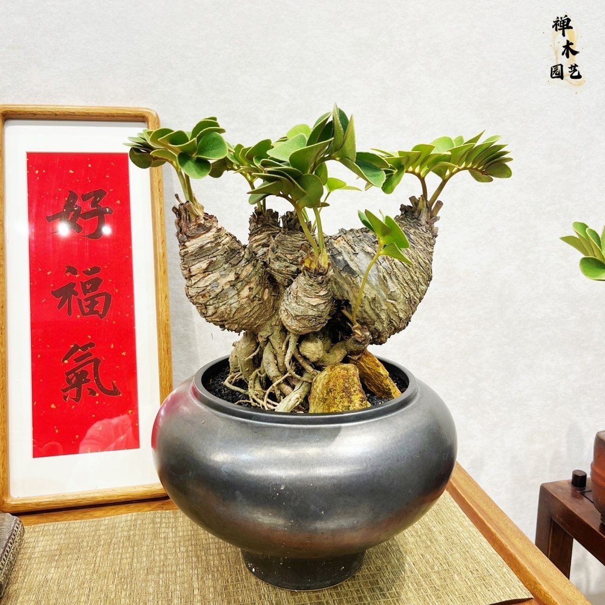 6-10cm Zamia furfuracea 