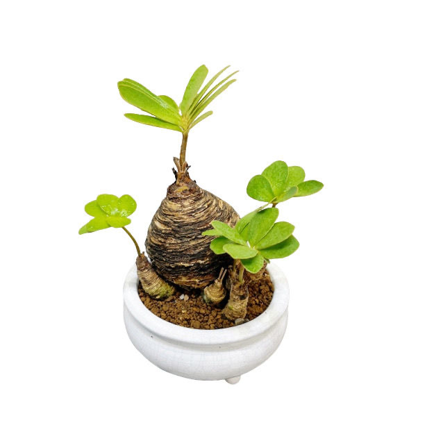 6-10cm Zamia furfuracea 