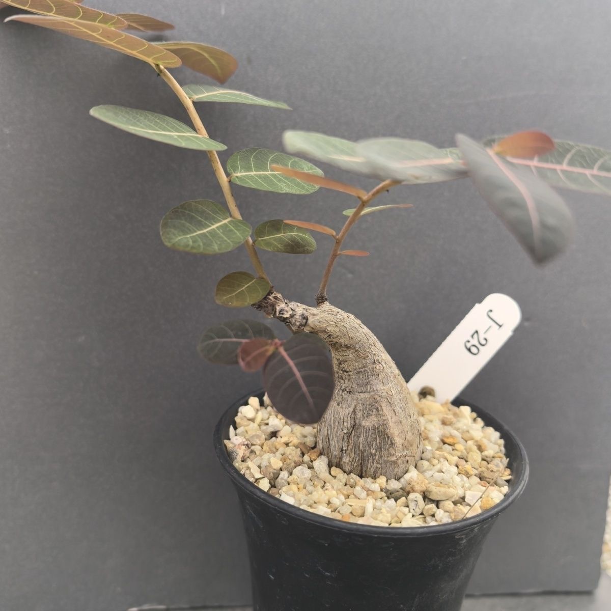 2-4cm Petopentia natalensis