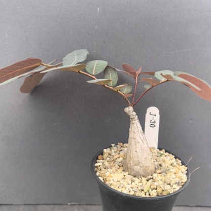 2-4cm Petopentia natalensis