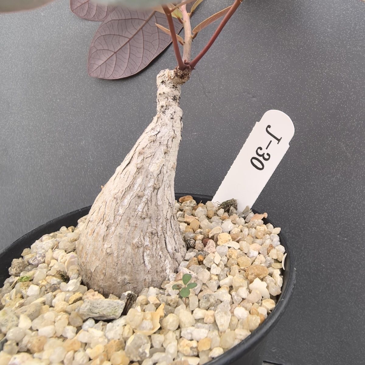 2-4cm Petopentia natalensis