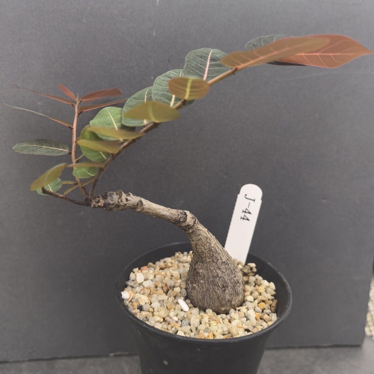 2-4cm Petopentia natalensis