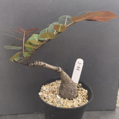 2-4cm Petopentia natalensis