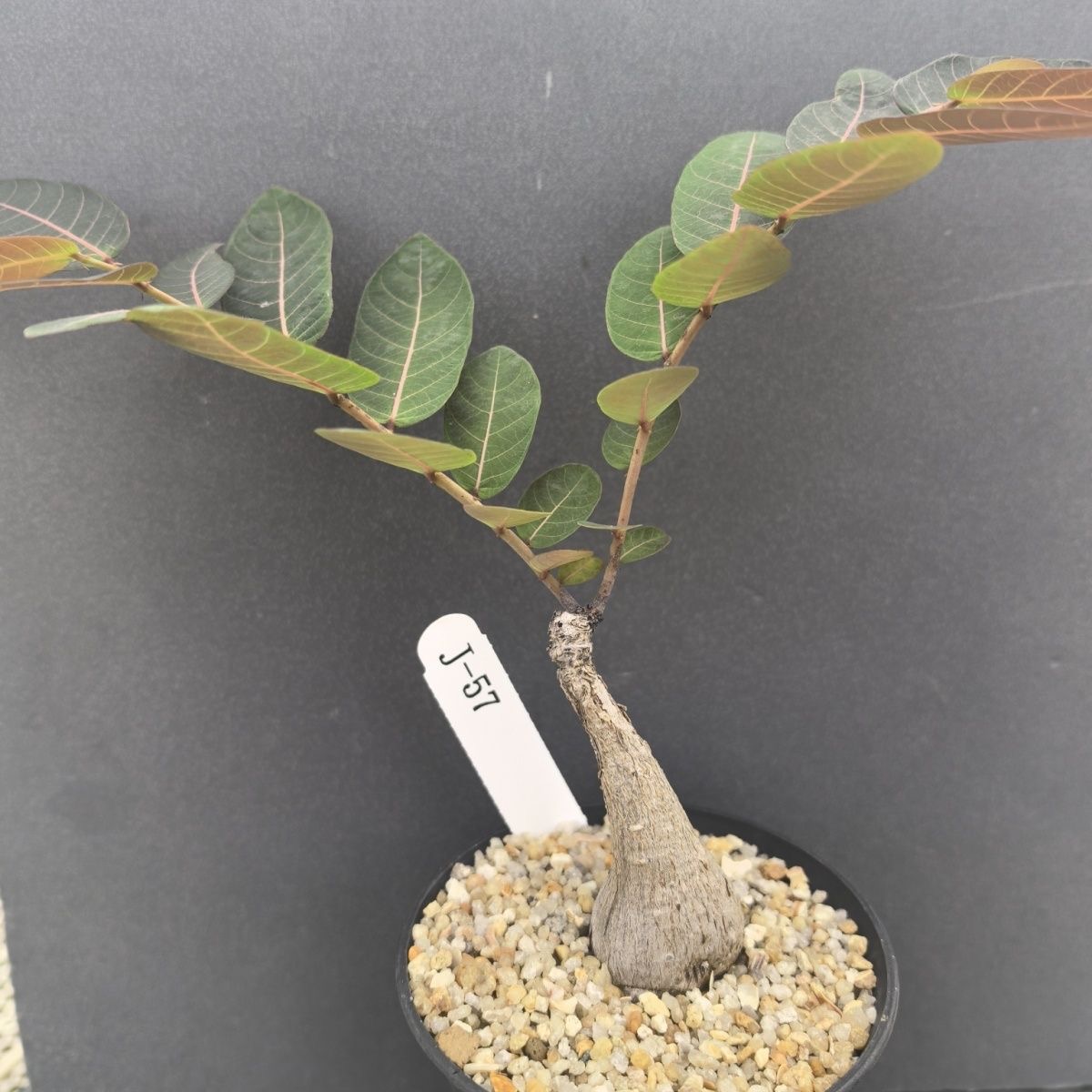 2-4cm Petopentia natalensis