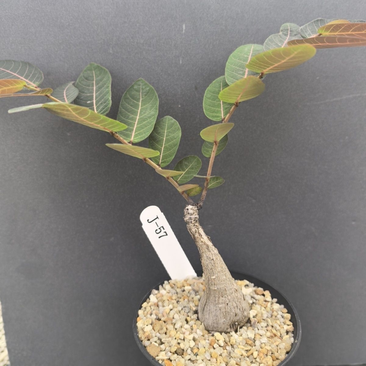 2-4cm Petopentia natalensis