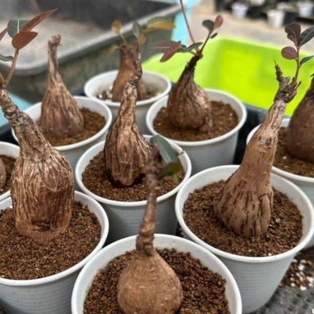 2-4cm Petopentia natalensis