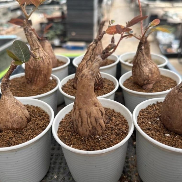 2-4cm Petopentia natalensis