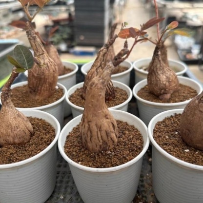 2-4cm Petopentia natalensis